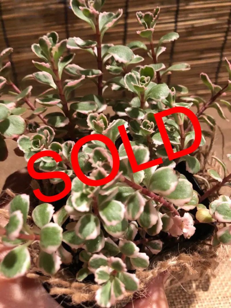 多肉植物 セダム トリカラー  抜き苗♡