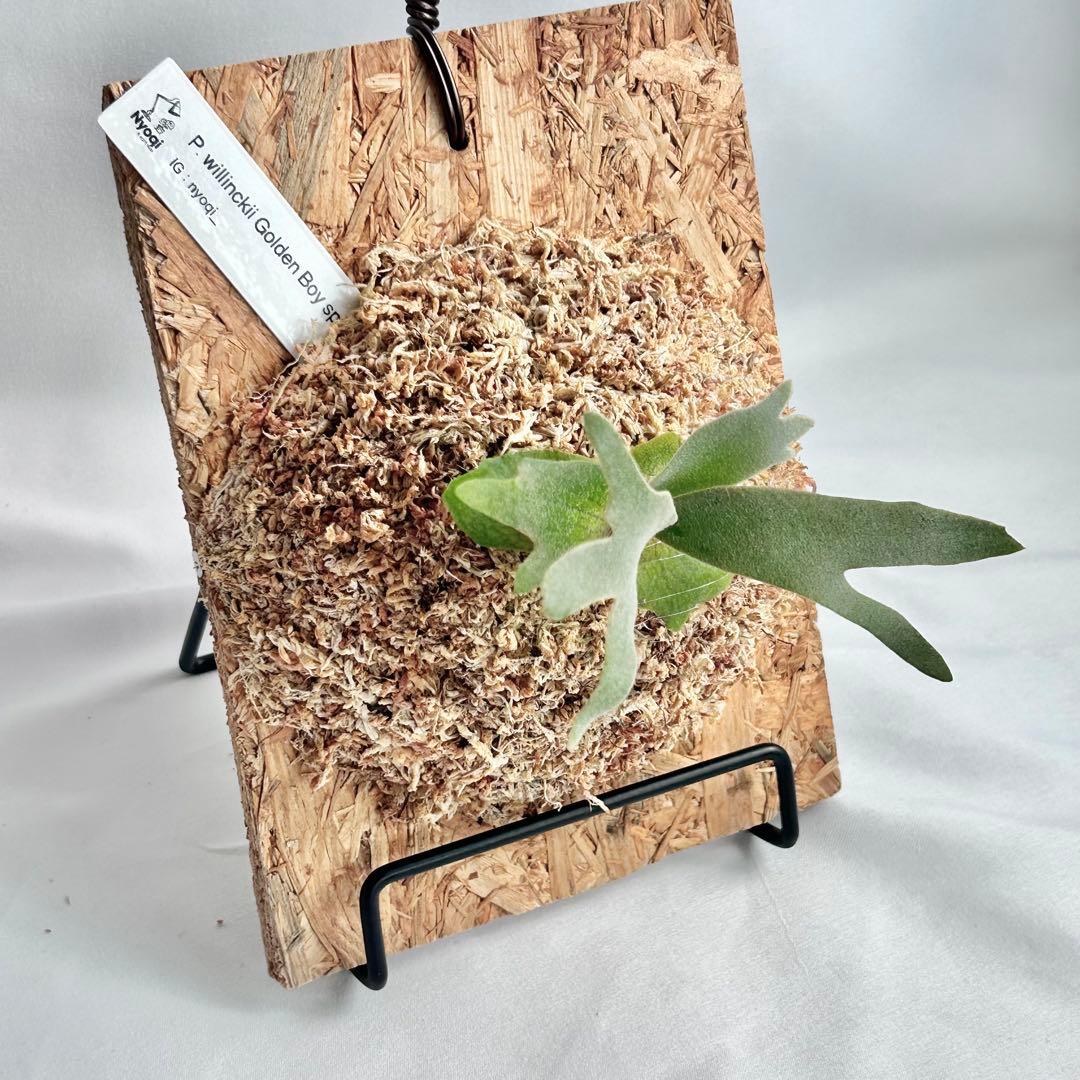 P. wilinckii Golden Boy spore【28】