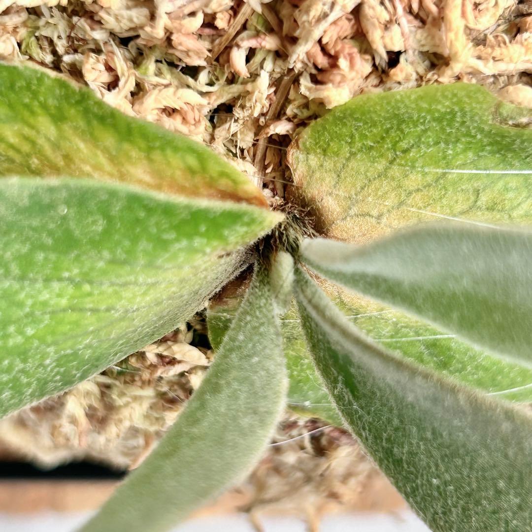P. wilinckii Golden Boy spore【28】