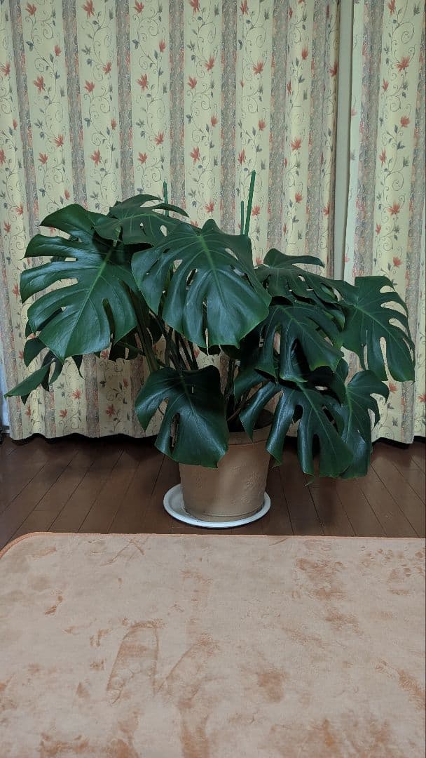 モンステラ 植物