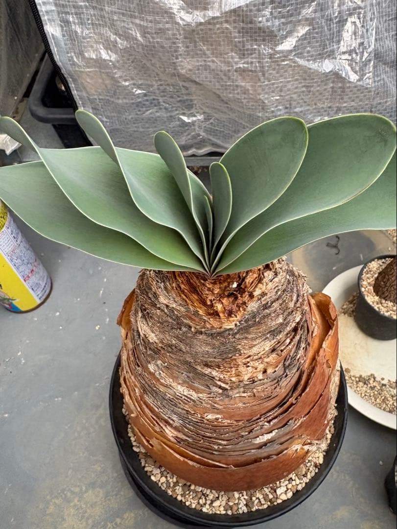 ブーファン　ハエマンソイデス発根済み三年間管理しました 塊根植物 多肉植物