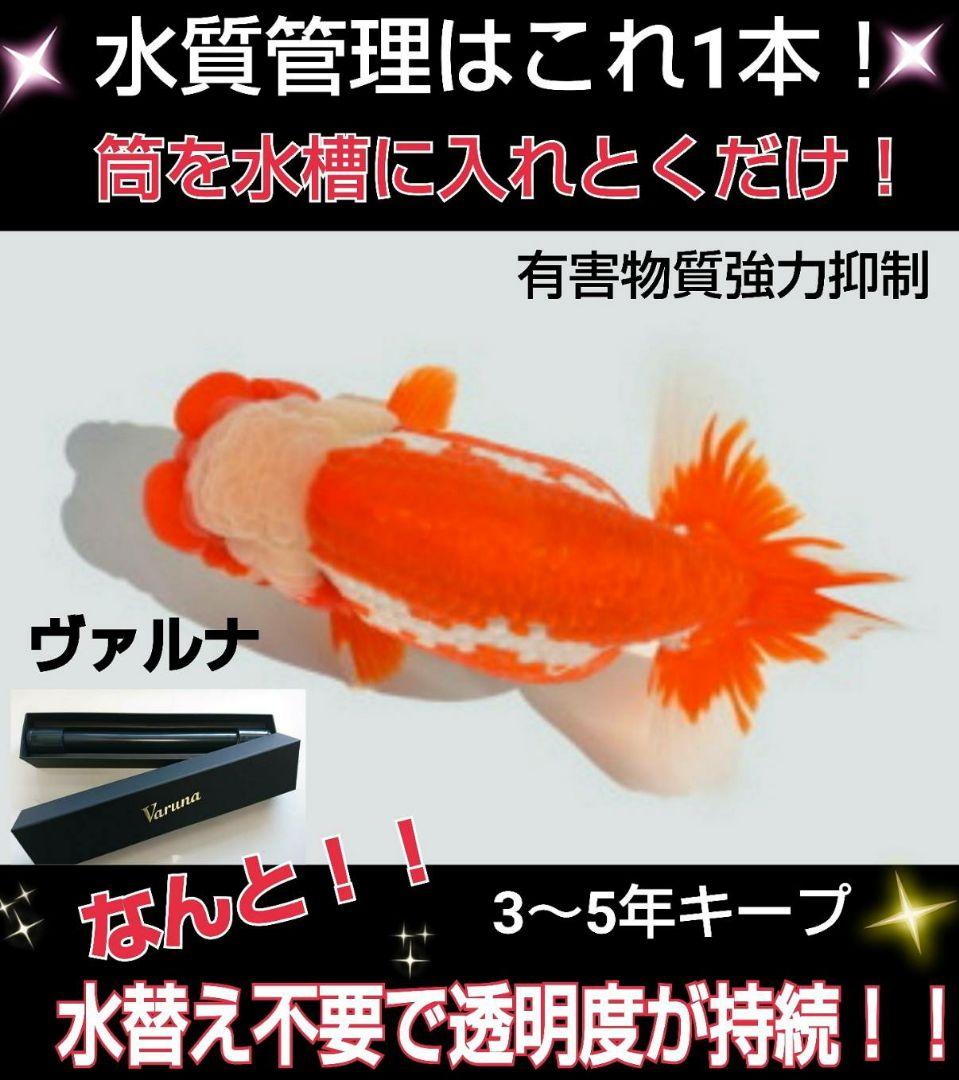 ヴァルナミニ　23センチ　水槽の透明度が抜群に！有害物質強力抑制！水替え不要に！