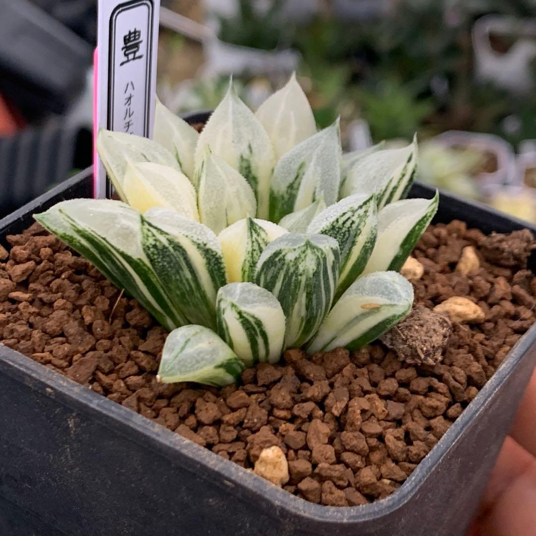 多肉植物 ハオルチア ラブハート錦 極上斑