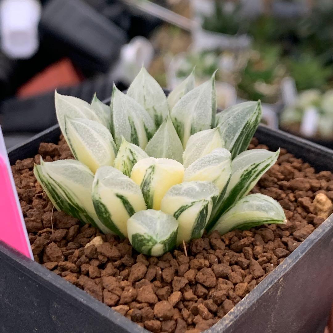 多肉植物 ハオルチア ラブハート錦 極上斑