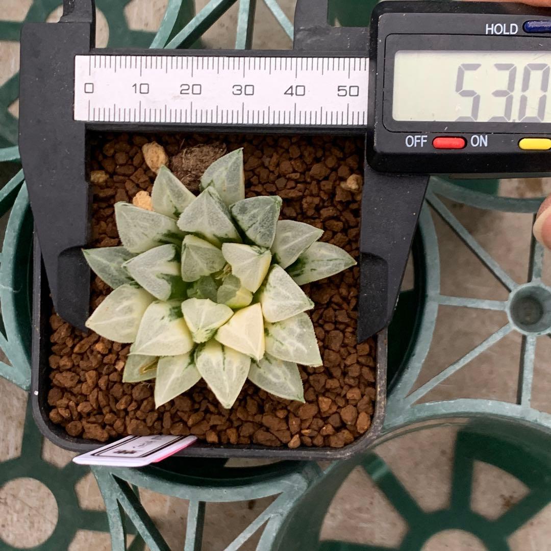 多肉植物 ハオルチア ラブハート錦 極上斑