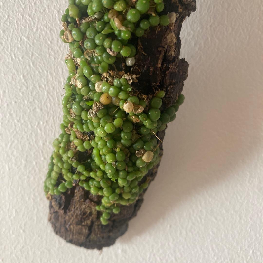 Bulb moniliforme ぶつぶつミニチュアオーキッド珍奇植物エクアドル