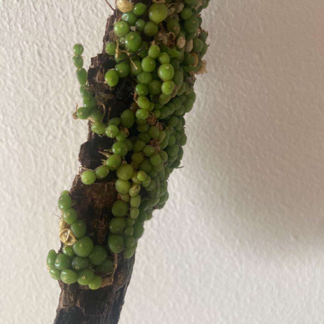 Bulb moniliforme ぶつぶつミニチュアオーキッド珍奇植物エクアドル