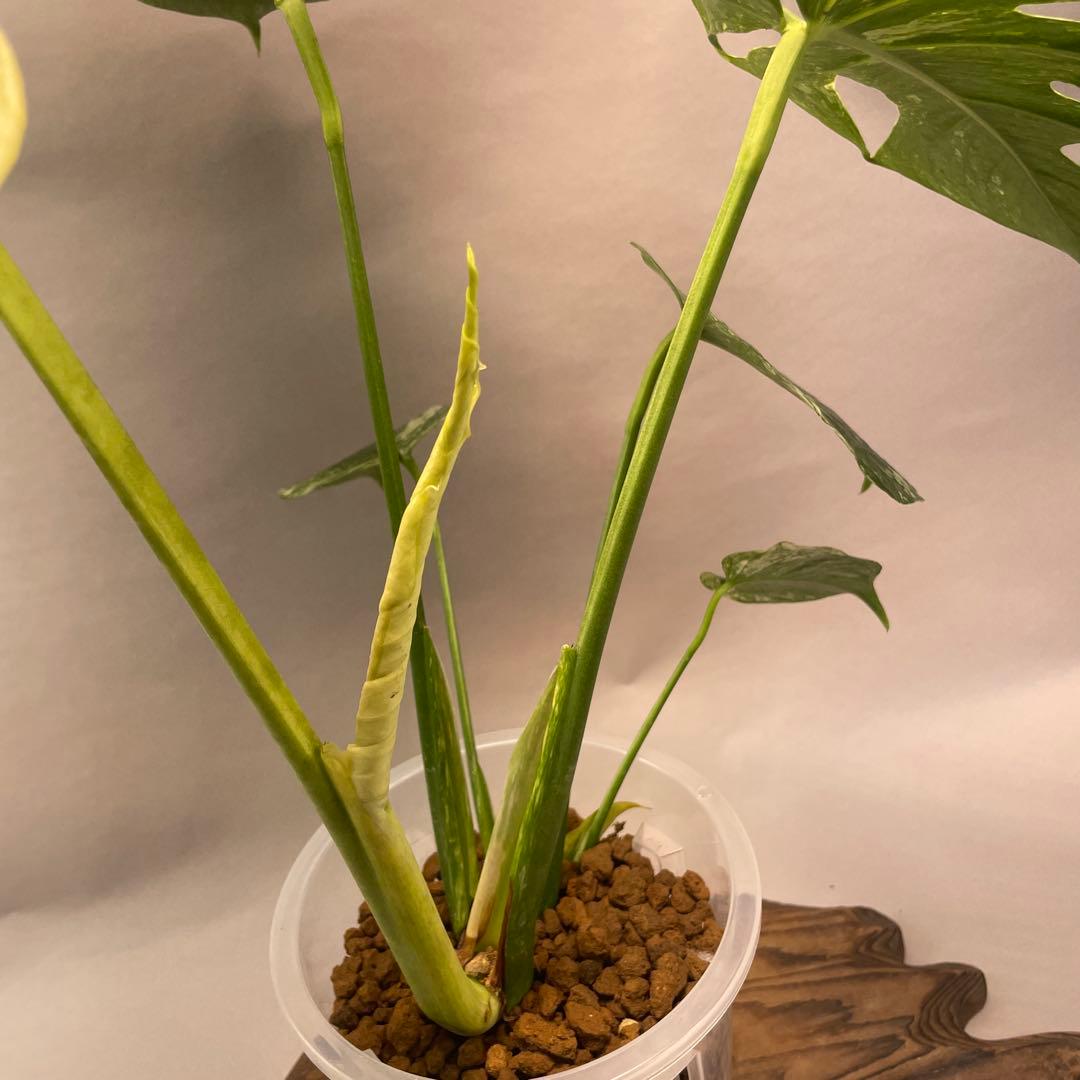 a105ホワイトモンスター 天津蘭 モンステラ斑入り