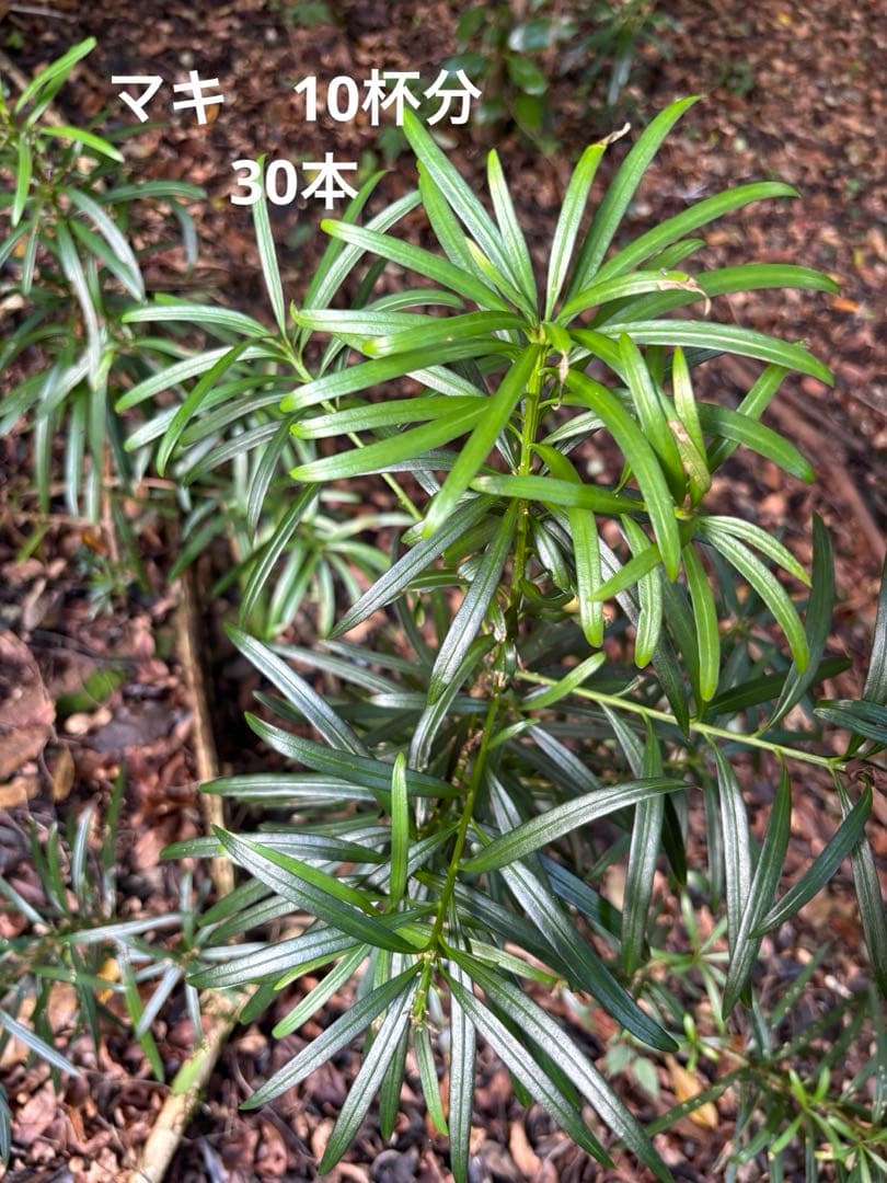 マキ　槙