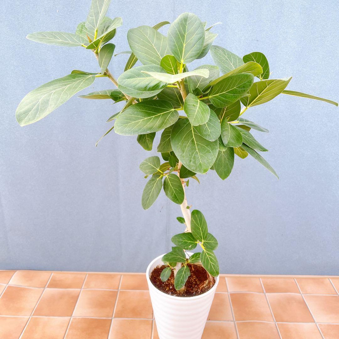 現品　フィカス　ゴムの木　ベンガレンシス　② 曲り　インテリアグリーン　観葉植物