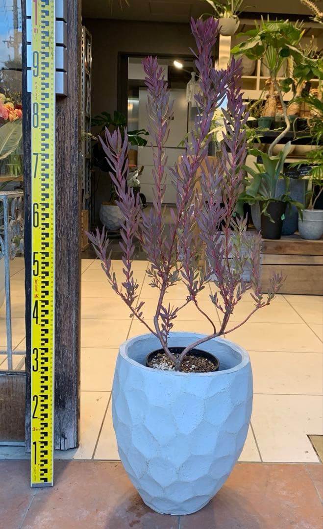 リューカデンドロン エイミー ファイバー鉢