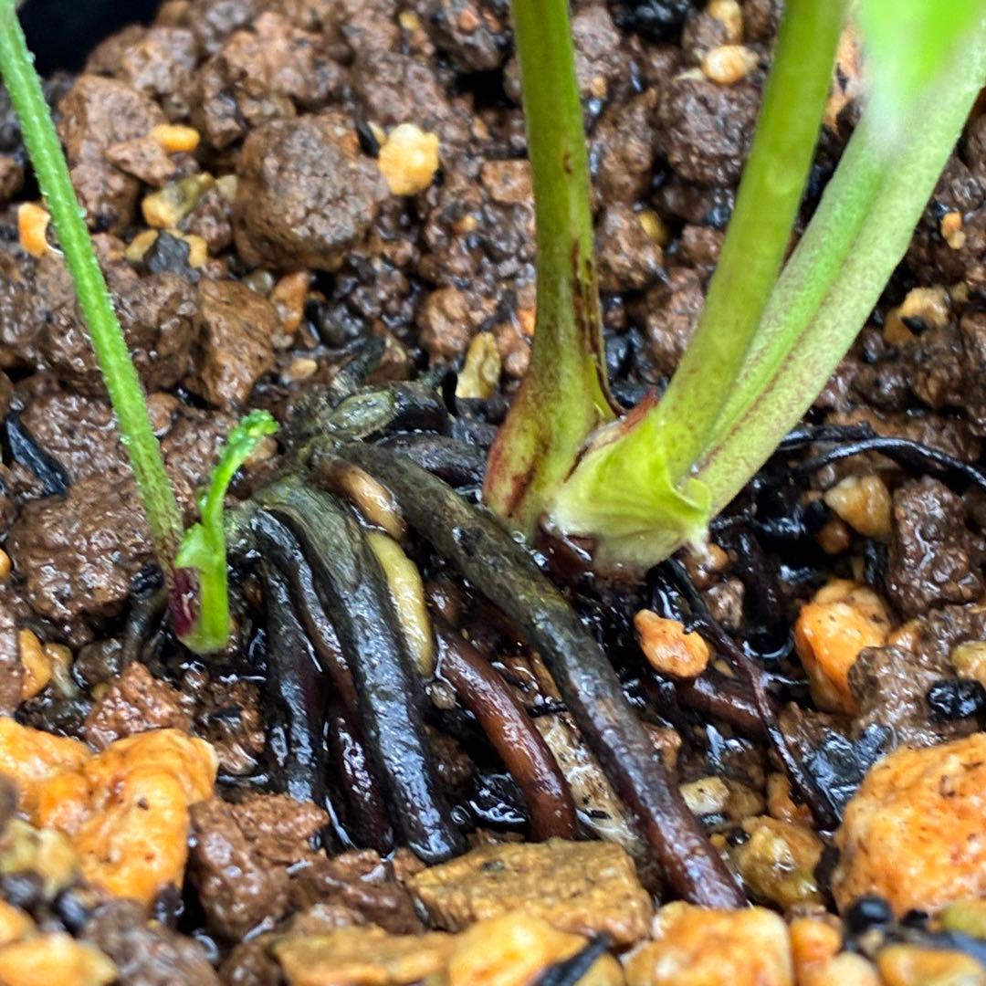 も*子様 ❤️根充実❤️逞しい新芽元気株❤️3207⭐️小輪⭐️スレート⭐️コン