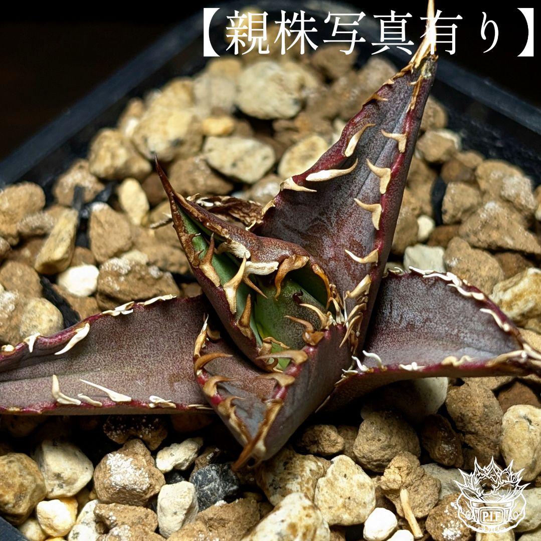 【Berlin産　超優良血統】\"チーター ／猟豹\"　子株出品