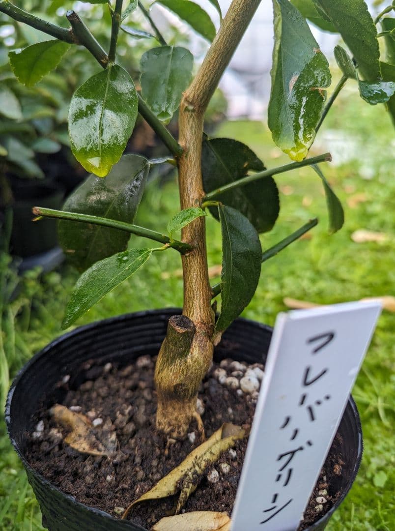 フレーバーグリーン　ライム苗　3年接木苗木　柑橘