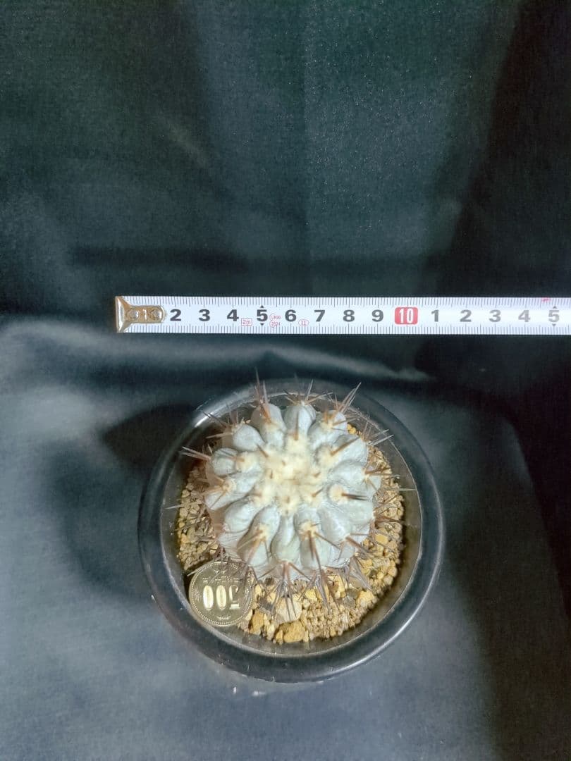 現地球 Copiapoa　コピアポア シネレア　黒王丸　自根