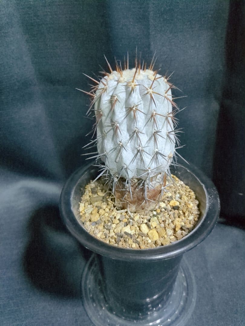 現地球 Copiapoa　コピアポア シネレア　黒王丸　自根