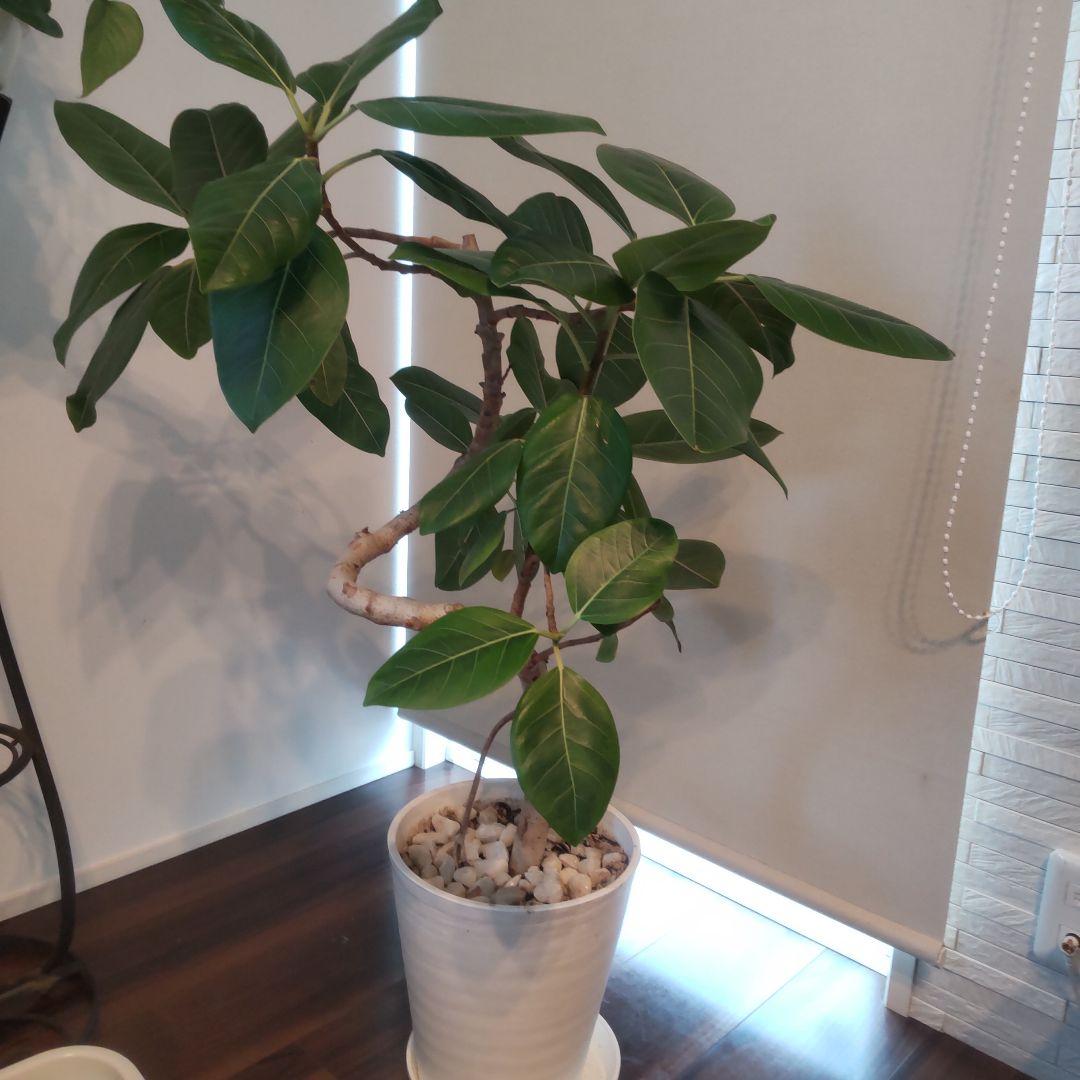 フィカス セアラート鉢付き