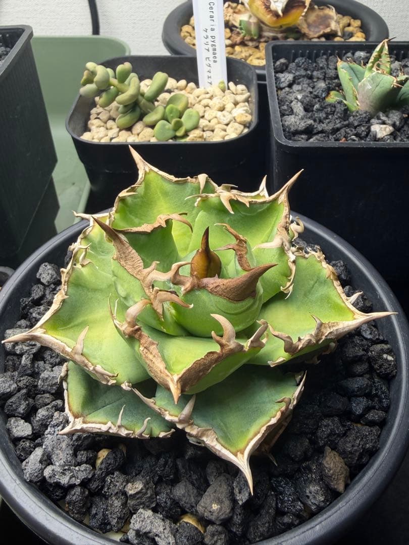 アガベチタノタ　清櫻　子株付き