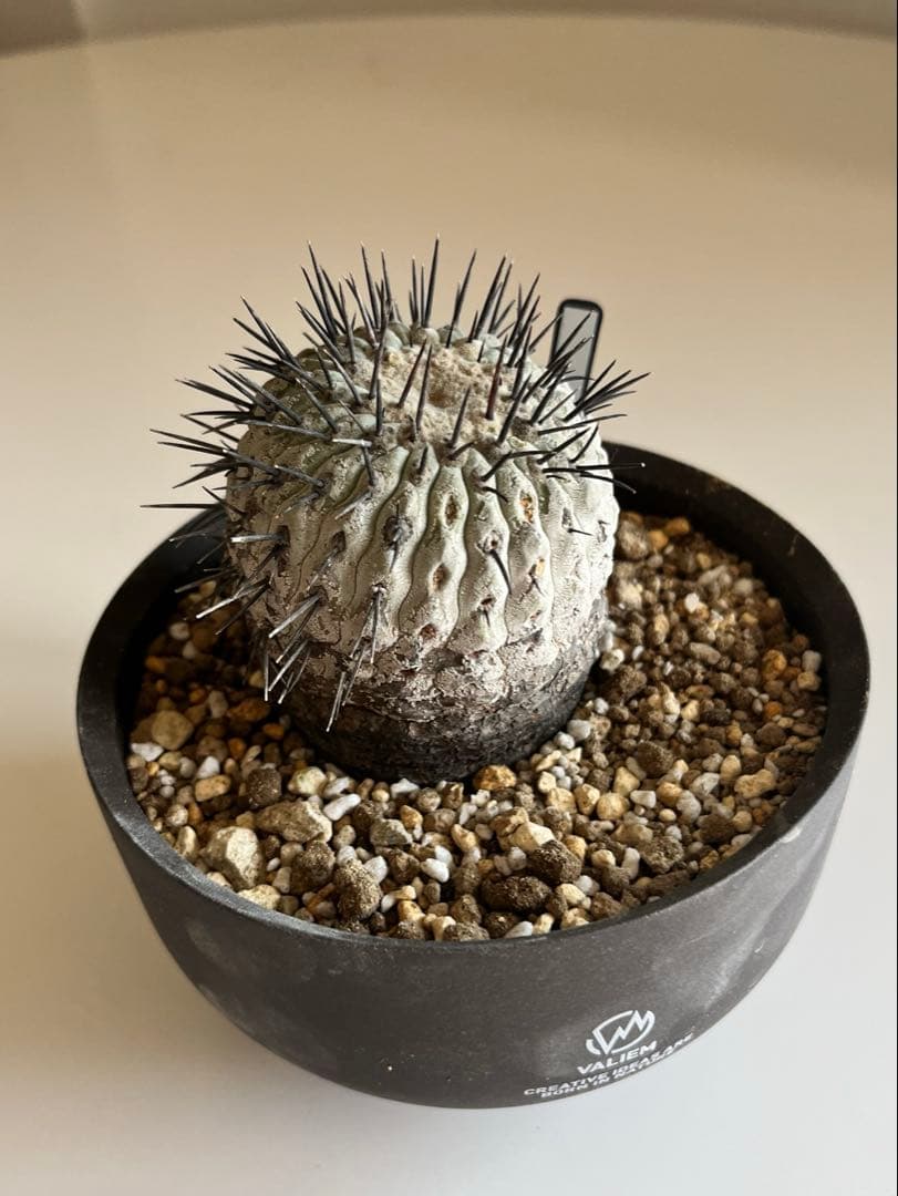 黒王丸　現地球　コピアポア　発根済 Copiapoa