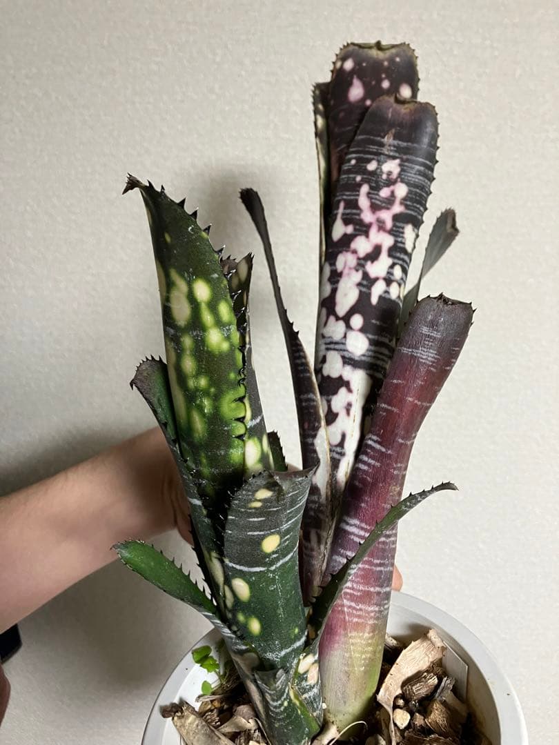 M*e様 B. 'Domingos Martins' Original Clon