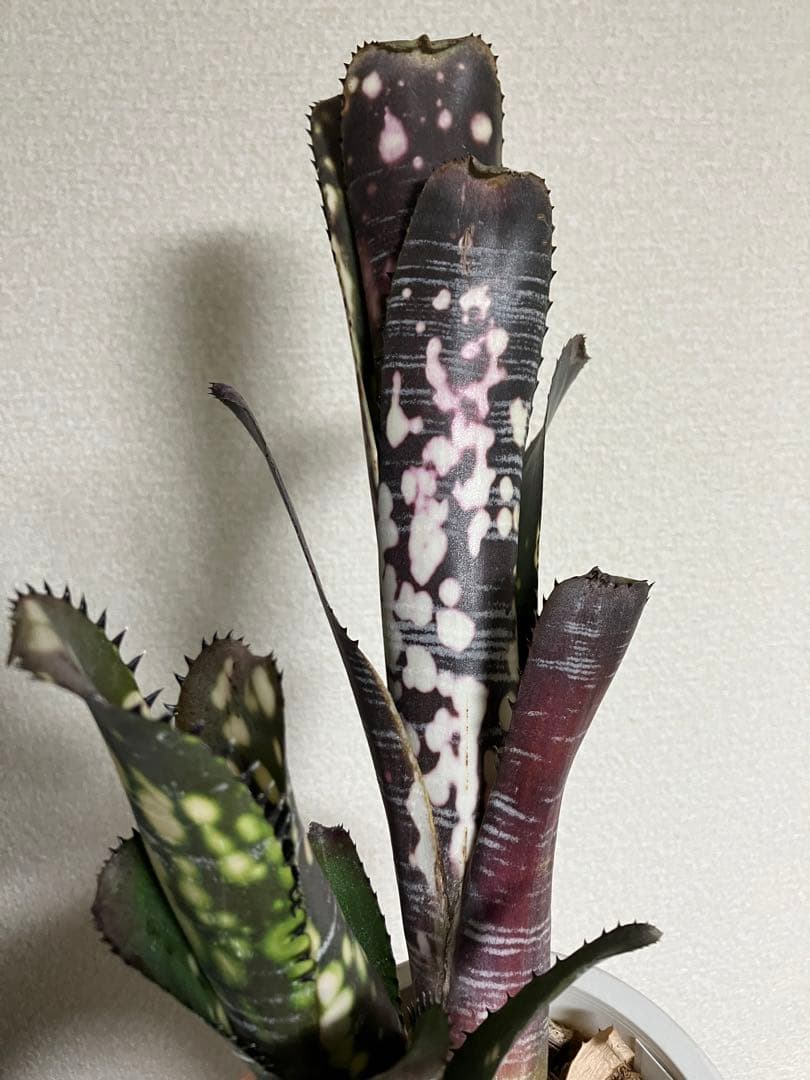 M*e様 B. 'Domingos Martins' Original Clon