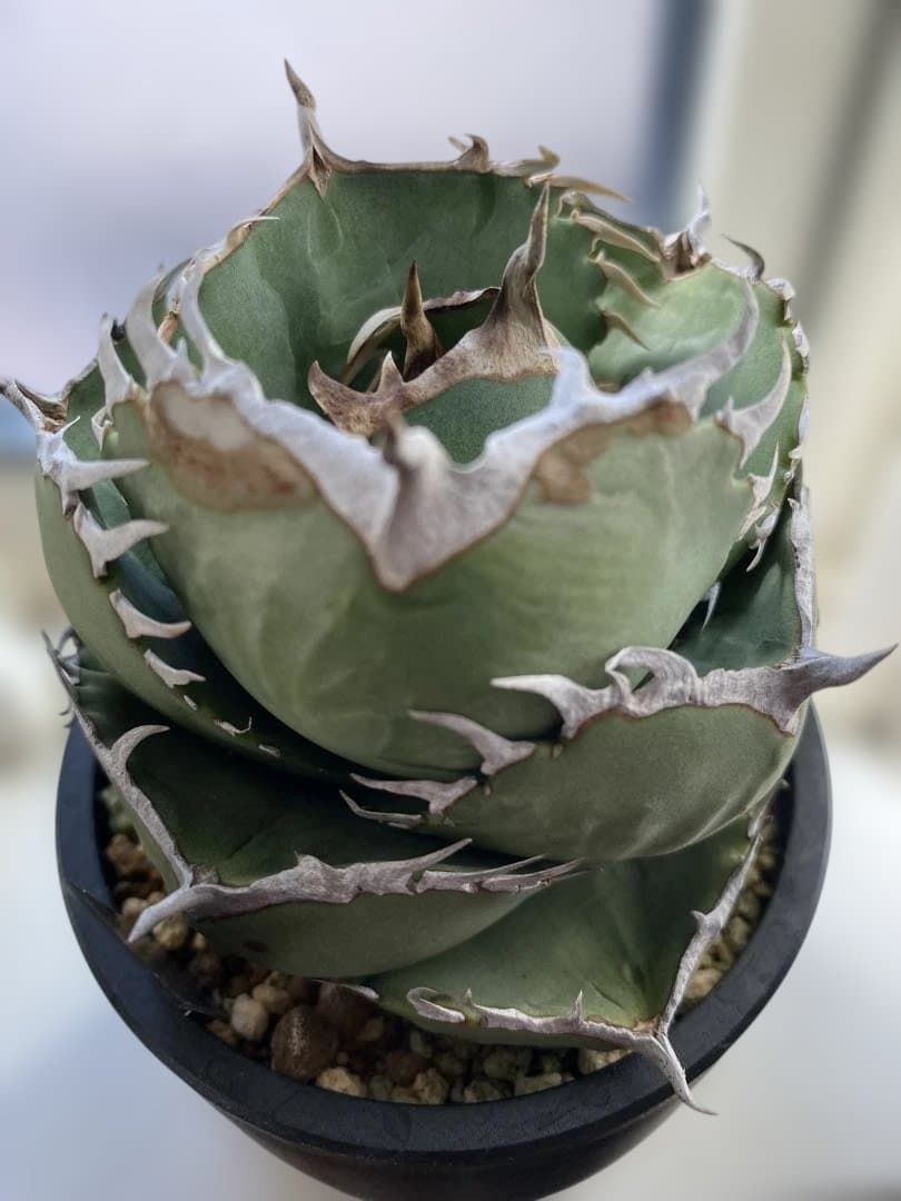 アガベ　ジャガーノート✖︎ＦO-076 ハイブリッド　まん丸