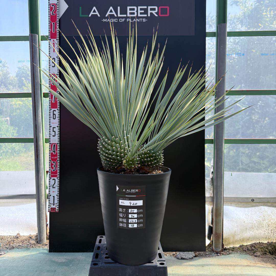 【AL920】ユッカ　ロストラータ　トリプルヘッド