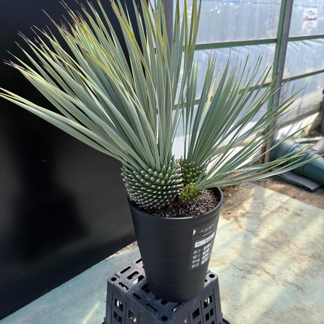 【AL920】ユッカ　ロストラータ　トリプルヘッド