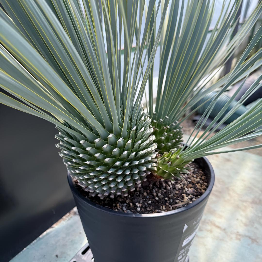 【AL920】ユッカ　ロストラータ　トリプルヘッド