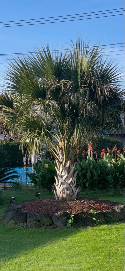 【期間限定値下げ】大量貴重　ロングリーフのオニサバルヤシ