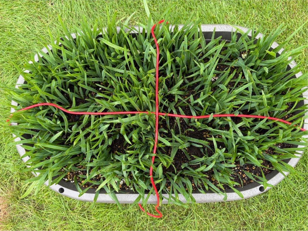 【期間限定値下げ】大量貴重　ロングリーフのオニサバルヤシ