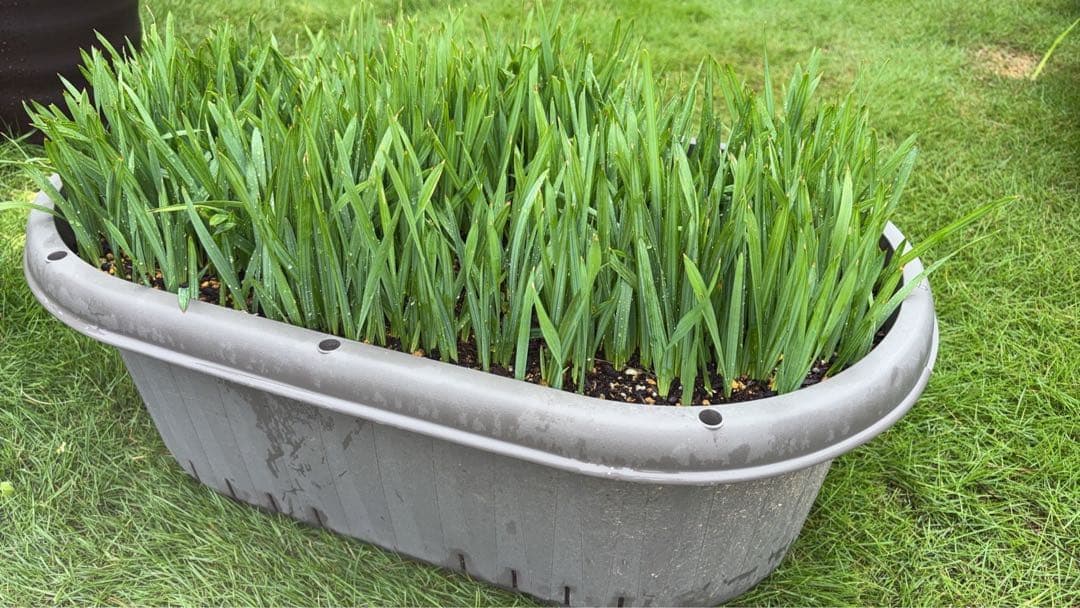 【期間限定値下げ】大量貴重　ロングリーフのオニサバルヤシ