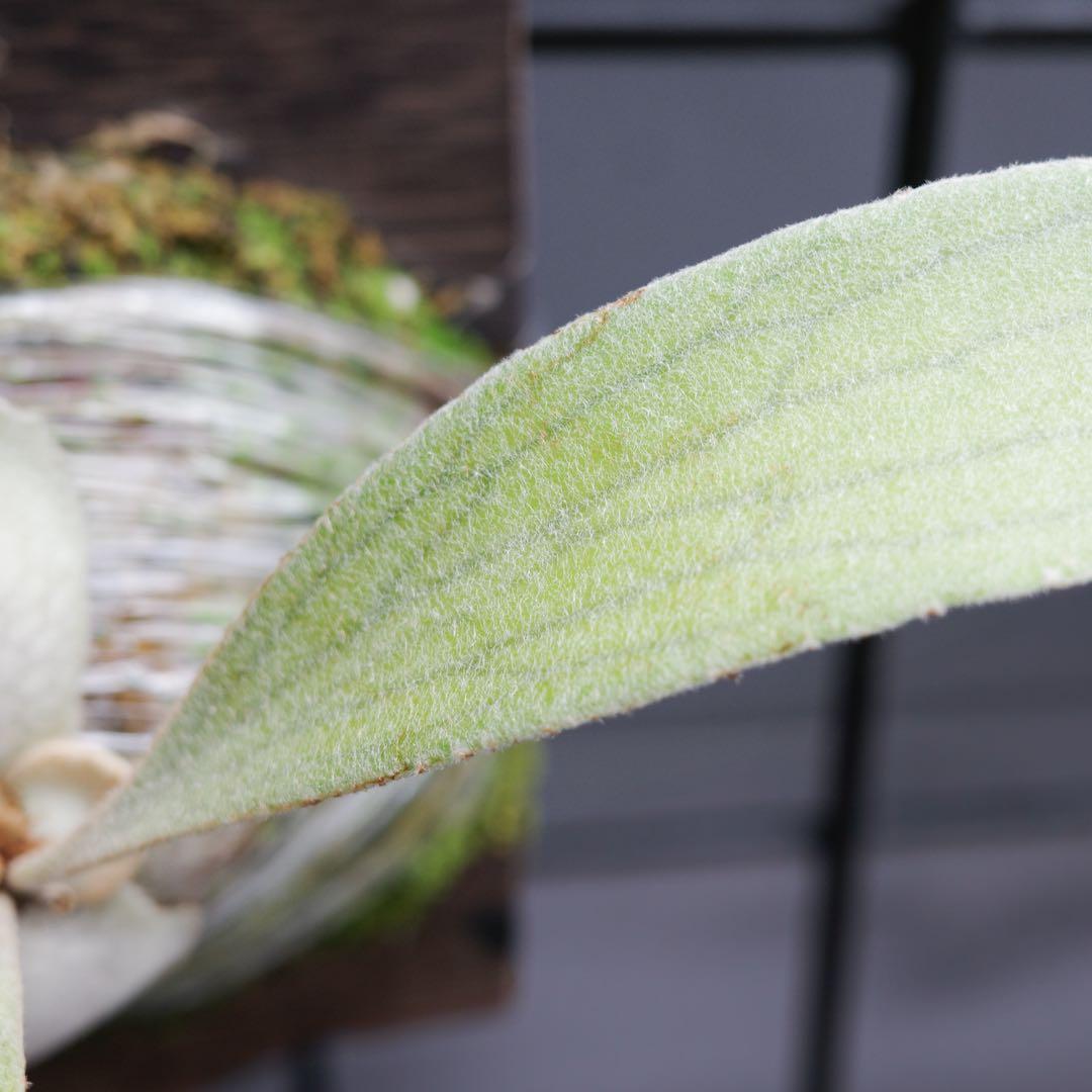 ︎︎︎︎☑︎ P.veitchii 'か' ビカクシダ 子株 veitchii wild