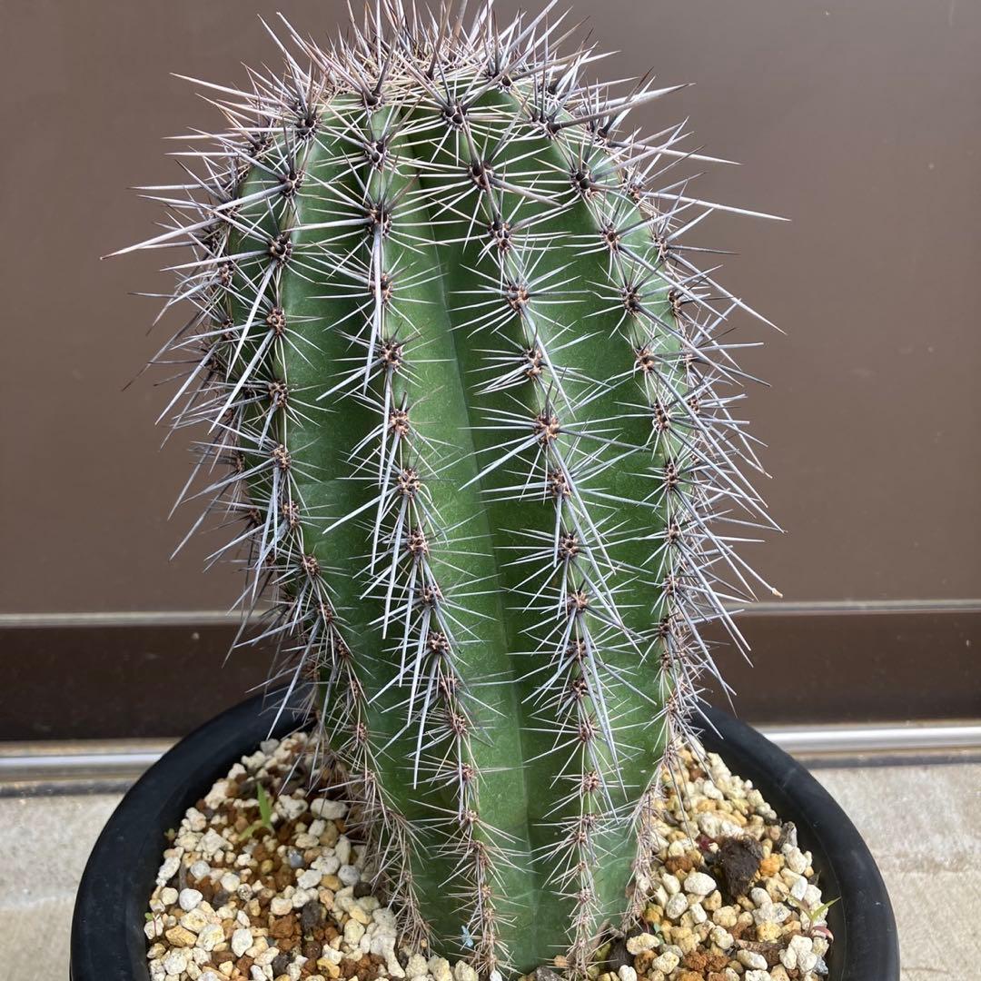 【#25105】弁慶柱　カルネギアギガンティア