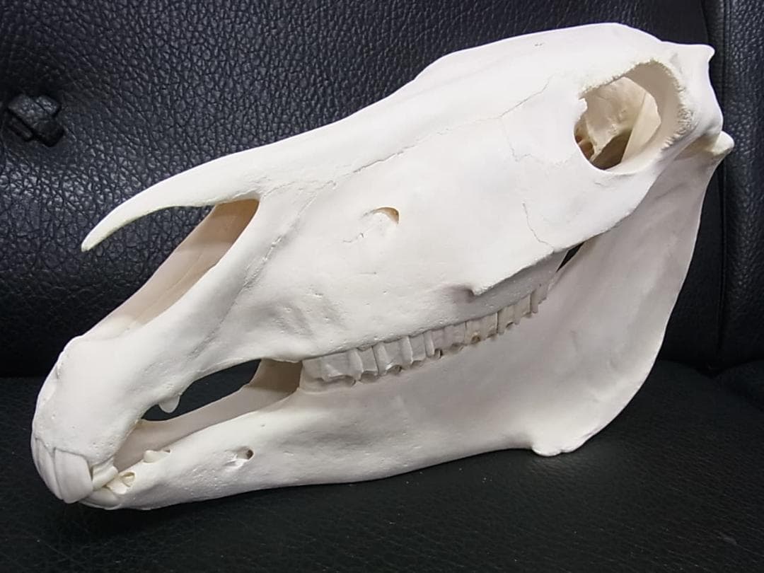 高品質！ ロバ（Donkey）頭骨　♂