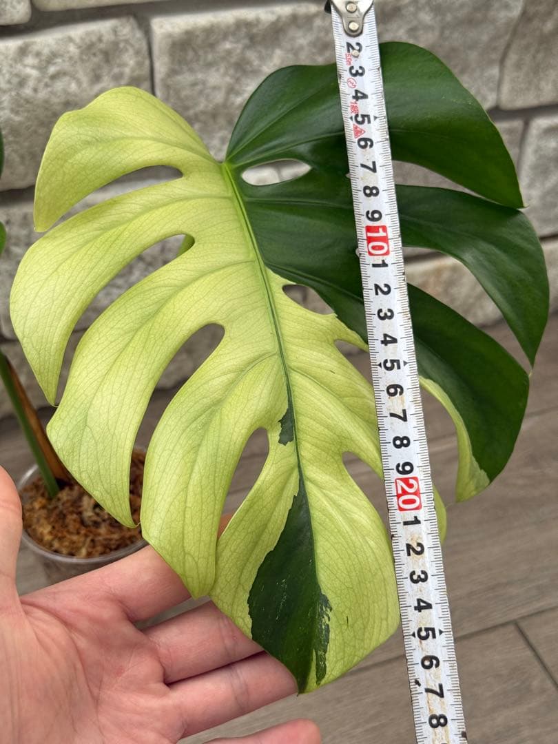 超希少なモンステラセブブルーミントA54