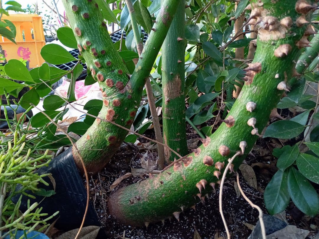 トックリキワタ酔っ払いの木のトゲ数個