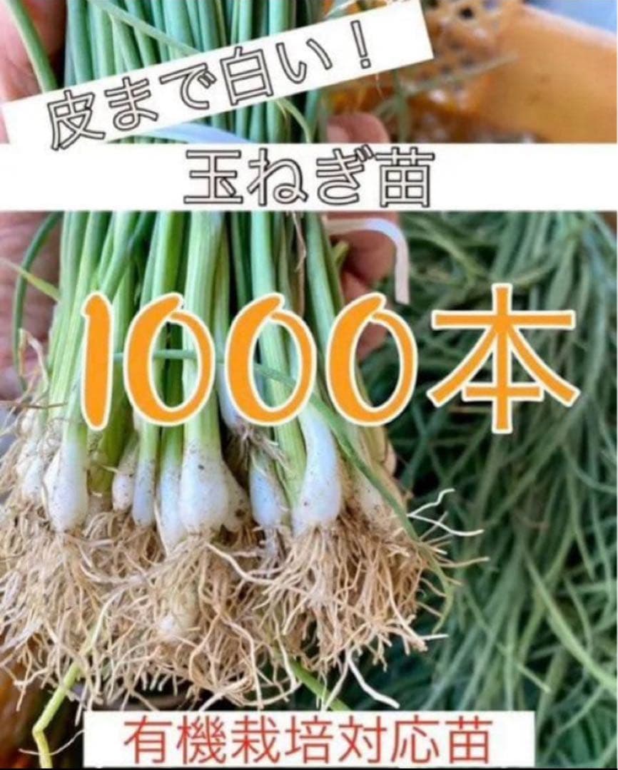 白玉ねぎ苗 1000本