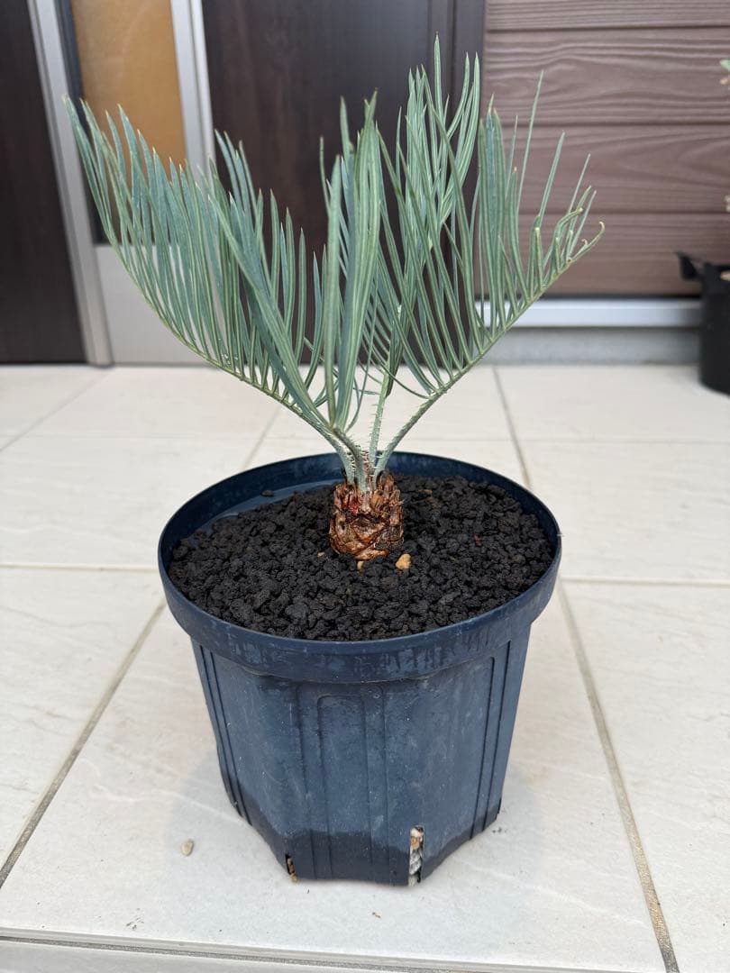 サイカスカイルンシアナ