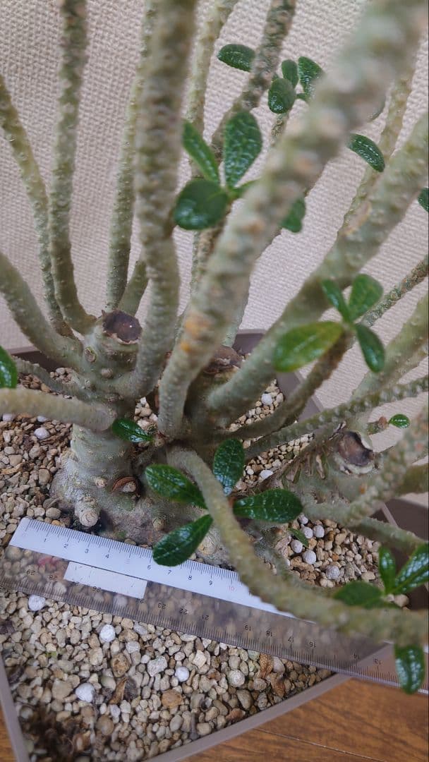 ドルステニアギガス