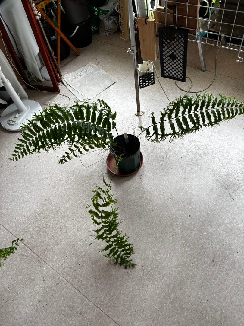 ホウビカンジュ　獅子葉