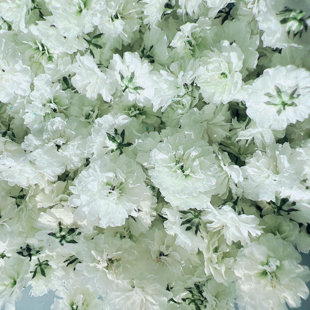 かすみ草ドライフラワー