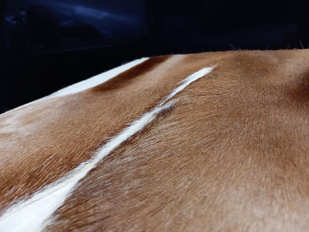 希少　メゾン　テルガス　フランス製　ガゼル　毛皮　スツール　ボックス