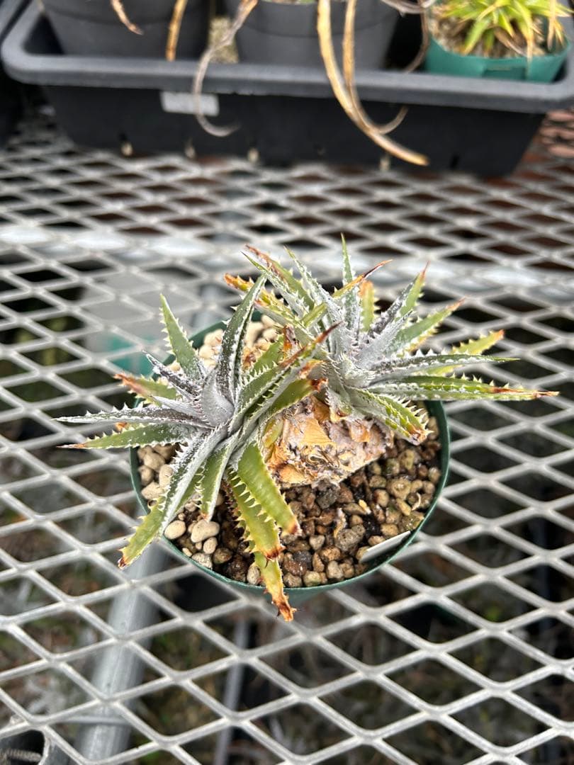 DBディッキア Dyckia Arizona x BS small #118 ⑴