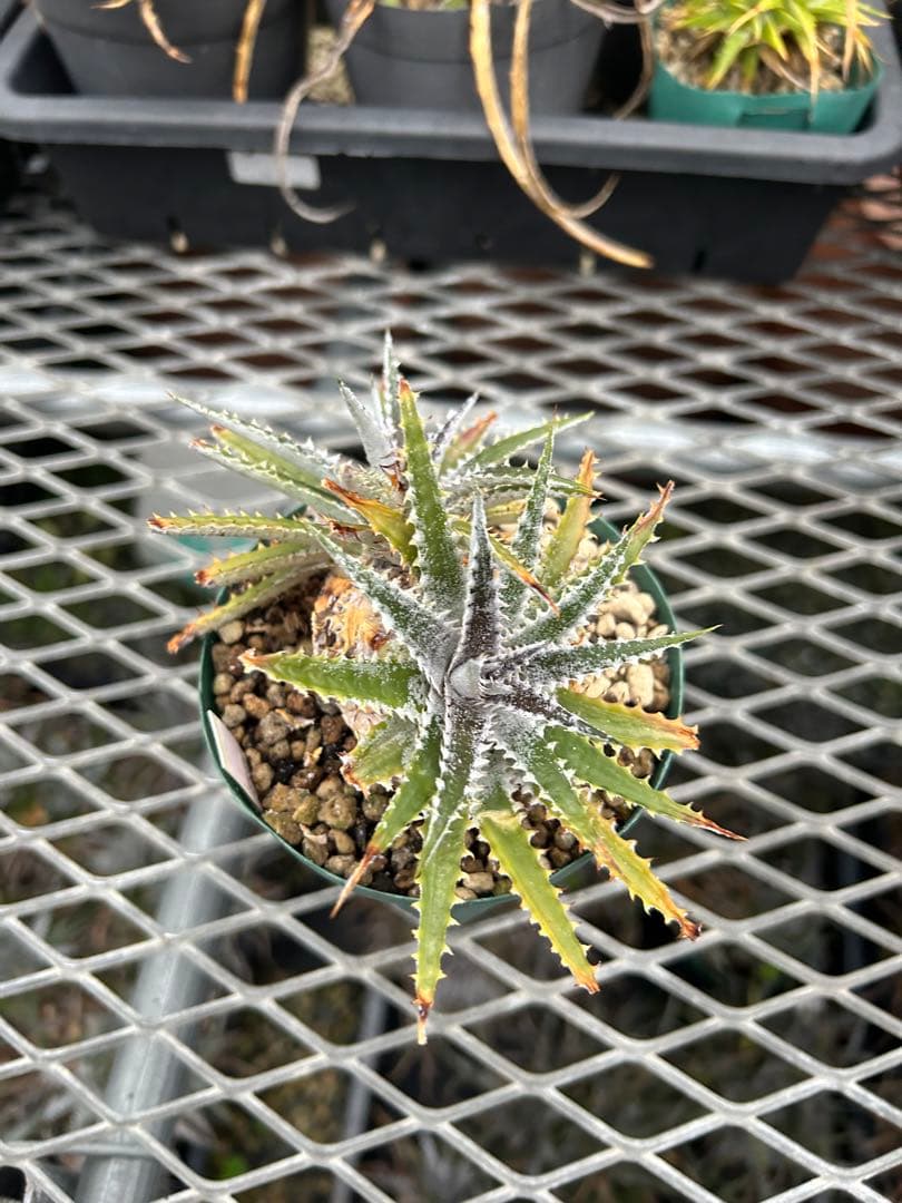 DBディッキア Dyckia Arizona x BS small #118 ⑴
