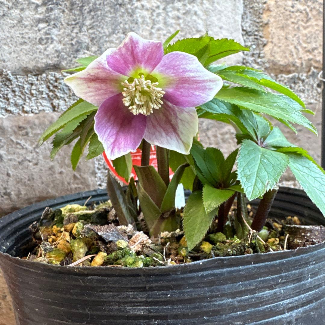 クリスマスローズ・ベビードール