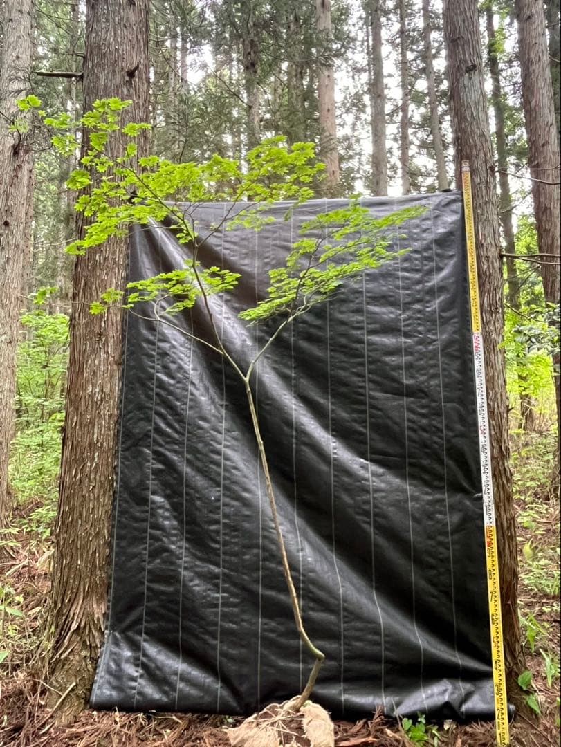 21 福井県産　天然山採り　ハウチワカエデ