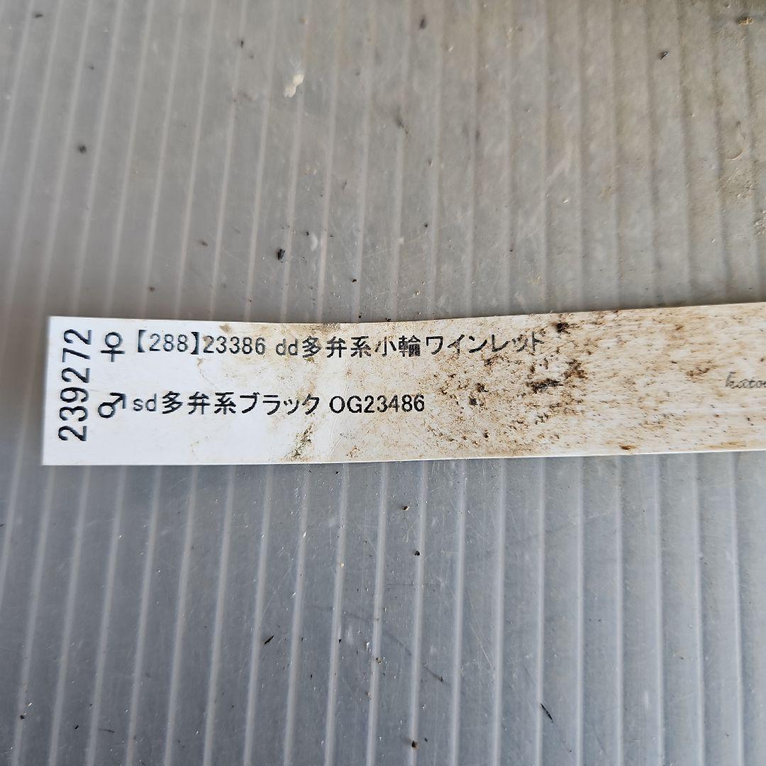 ✿㉖-344クリスマスローズ