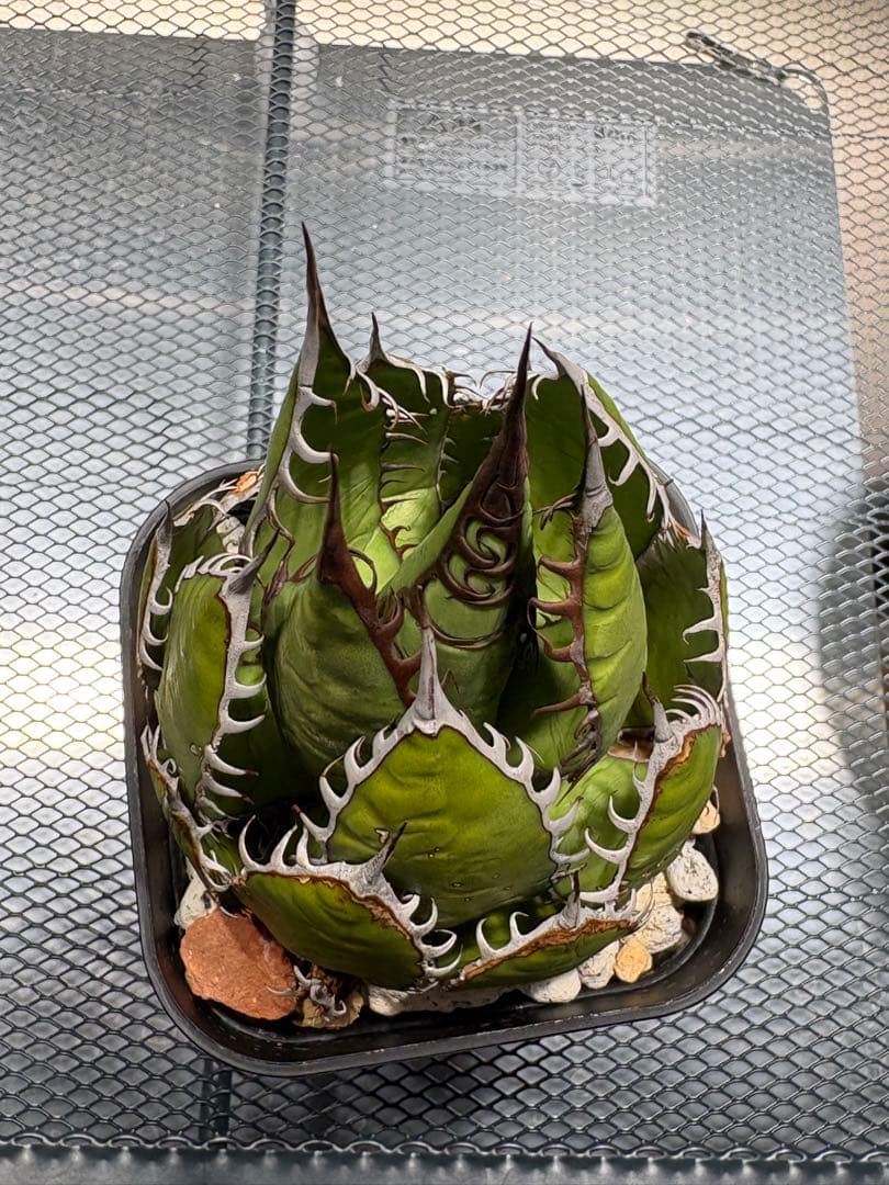 激レア高級品種 アガベ　ホリダ horrida 極上強棘 狂刺 極上株　⑥