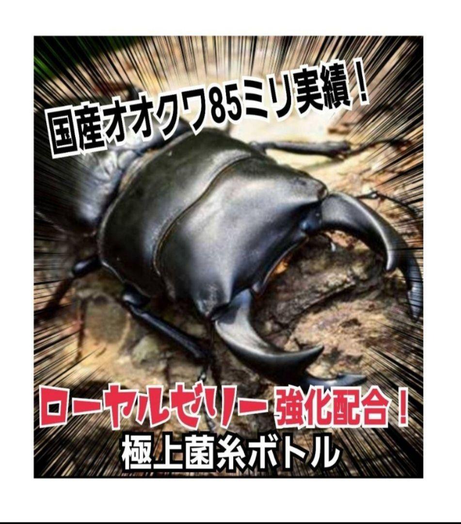 ヒマラヤひらたけ菌糸瓶1500ml 【５本】トレハロース、キトサン強化配合！